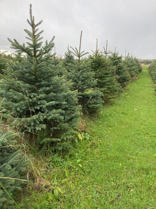 Christmas Tree - Blue Spruce tree  4- 7