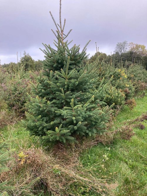 Christmas Tree - White Spruce 4-7 feet