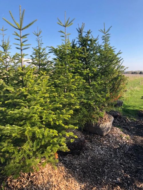 Christmas Tree Balsam 4 - 7 feet