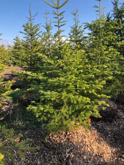  Christmas Tree - Balsam - 7 to 16 foot