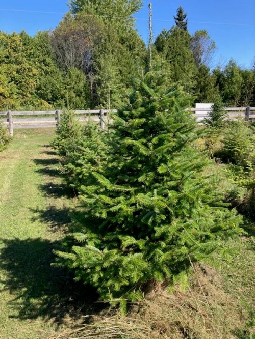 Christmas Tree - Caanan Fir - 7 to 10 feet